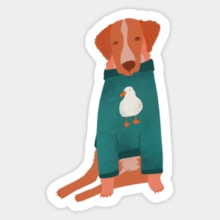 Nova Scotia Retriever in his favorite sweater Sticker